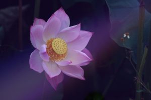 Lotus (icourtesy of Pixabay)