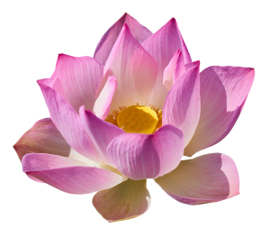 Lotus (courtesy of Pixababy)
